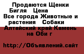 Продаются Щенки Бигля › Цена ­ 35 000 - Все города Животные и растения » Собаки   . Алтайский край,Камень-на-Оби г.